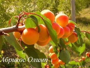 Саженцы плодовых растений - <ro>Изображение</ro><ru>Изображение</ru> #3, <ru>Объявление</ru> #1056556