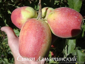 Саженцы плодовых деревьев от производителя - <ro>Изображение</ro><ru>Изображение</ru> #1, <ru>Объявление</ru> #1160889