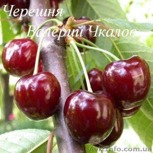 Продам саженцы фруктовых деревьев - <ro>Изображение</ro><ru>Изображение</ru> #2, <ru>Объявление</ru> #1130040