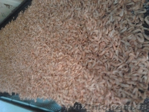 Продам  черноморскую   креветку   оптом  и в розницу