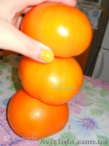 Продам семена оранжевых помидор КС18 - <ro>Изображение</ro><ru>Изображение</ru> #4, <ru>Объявление</ru> #1322129