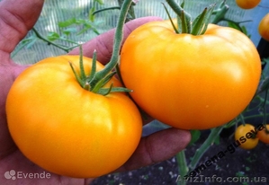 Продам семена оранжевых помидор КС18 - <ro>Изображение</ro><ru>Изображение</ru> #2, <ru>Объявление</ru> #1322129