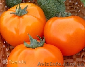 Продам семена оранжевых помидор КС18 - <ro>Изображение</ro><ru>Изображение</ru> #1, <ru>Объявление</ru> #1322129