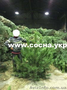 Новогодний бизнес: живые сосны оптом