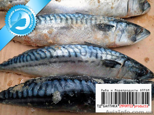 Скумбрия свежемороженая для консервного производства оптом