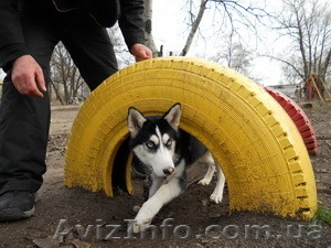 Школа дрессировки собак - <ro>Изображение</ro><ru>Изображение</ru> #3, <ru>Объявление</ru> #1358298