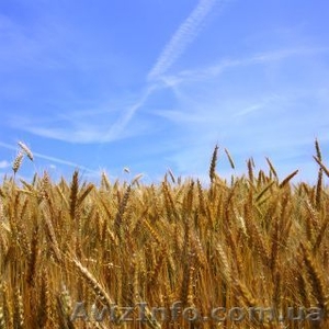 Продам агрофирму в Запорожской области