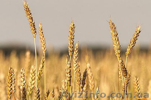 Продам сельхозпредприятие в Киевской области. - <ro>Изображение</ro><ru>Изображение</ru> #1, <ru>Объявление</ru> #1373433