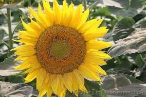Соняшникове насіння класичного ранньостиглого гібриду «Заграва»  - <ro>Изображение</ro><ru>Изображение</ru> #1, <ru>Объявление</ru> #1502765