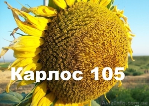 Соняшникове насіння Карлос105 (105дн. вегетації) - <ro>Изображение</ro><ru>Изображение</ru> #1, <ru>Объявление</ru> #1500402
