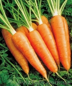 Морковь товарная  - <ro>Изображение</ro><ru>Изображение</ru> #1, <ru>Объявление</ru> #1509197