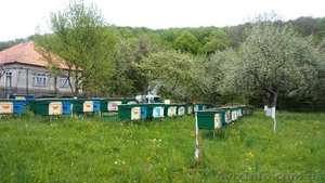 Карпатские пчеломатки - <ro>Изображение</ro><ru>Изображение</ru> #1, <ru>Объявление</ru> #1544263