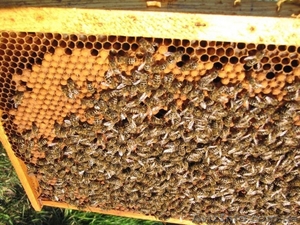 Карпатские пчеломатки - <ro>Изображение</ro><ru>Изображение</ru> #3, <ru>Объявление</ru> #1544263