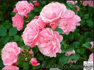 Куплю чайную розу в свежем или сухом виде - <ro>Изображение</ro><ru>Изображение</ru> #1, <ru>Объявление</ru> #1617124