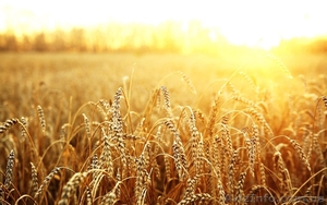 Скупка пшеницы у производителя, дорого - <ro>Изображение</ro><ru>Изображение</ru> #1, <ru>Объявление</ru> #1622225