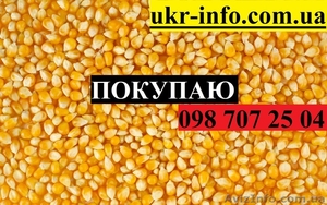 Покупаем кукурузу от 1 тонны. - <ro>Изображение</ro><ru>Изображение</ru> #1, <ru>Объявление</ru> #1626827