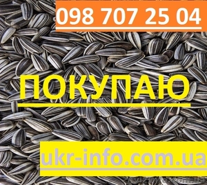 Покупаем семена подсолнуха. Подсолнечник - <ro>Изображение</ro><ru>Изображение</ru> #1, <ru>Объявление</ru> #1626830
