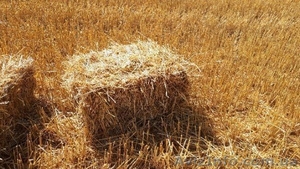 Доставка  пшеничной Соломы в тюках по Запорожью. - <ro>Изображение</ro><ru>Изображение</ru> #1, <ru>Объявление</ru> #1640273