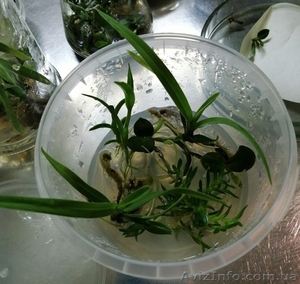 Комплект 6 саженцев орхидей в контейнере - 250 грн. Акция! - <ro>Изображение</ro><ru>Изображение</ru> #3, <ru>Объявление</ru> #1643816