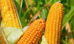 Посівний матеріал кукурудзи