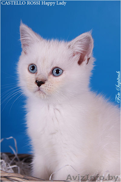 Котята из питомника - <ro>Изображение</ro><ru>Изображение</ru> #4, <ru>Объявление</ru> #378478