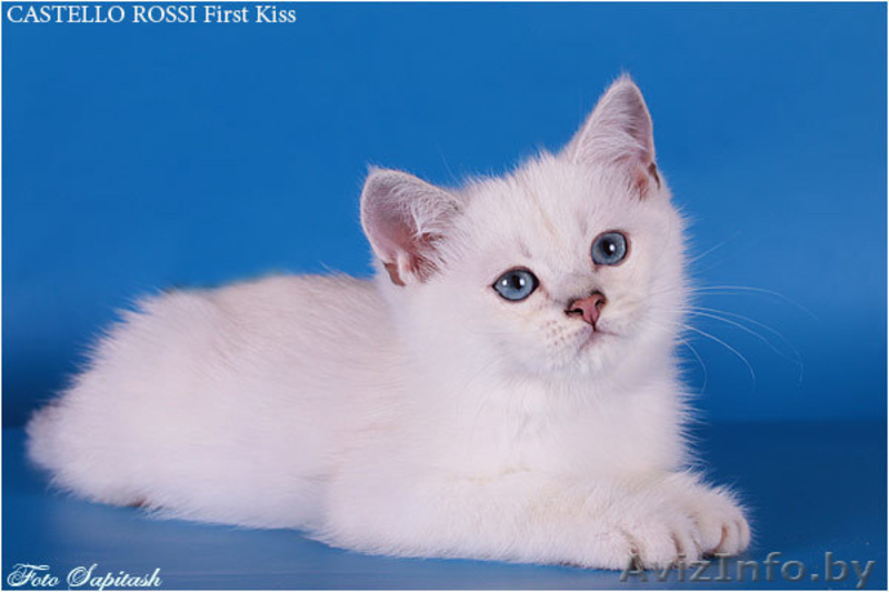 Котята из питомника - <ro>Изображение</ro><ru>Изображение</ru> #1, <ru>Объявление</ru> #378478