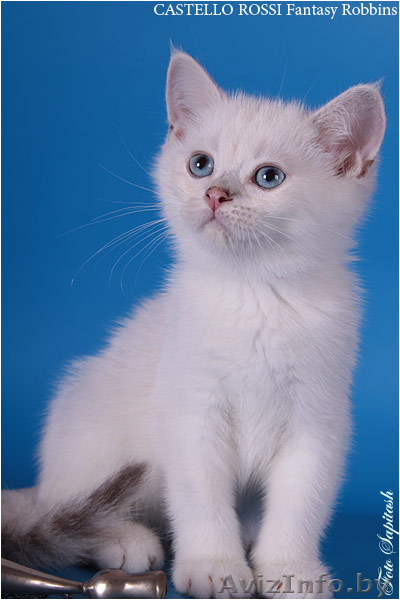 Котята из питомника - <ro>Изображение</ro><ru>Изображение</ru> #2, <ru>Объявление</ru> #378478