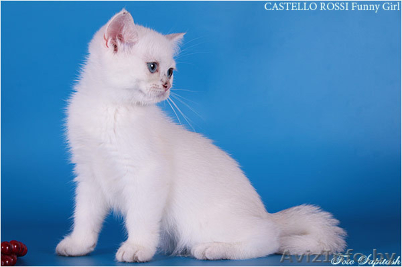 Котята из питомника - <ro>Изображение</ro><ru>Изображение</ru> #3, <ru>Объявление</ru> #378478