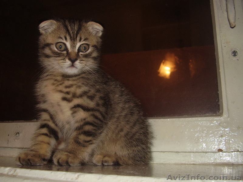 Шотландский вислоухий пятнистый котёнок - <ro>Изображение</ro><ru>Изображение</ru> #3, <ru>Объявление</ru> #4768