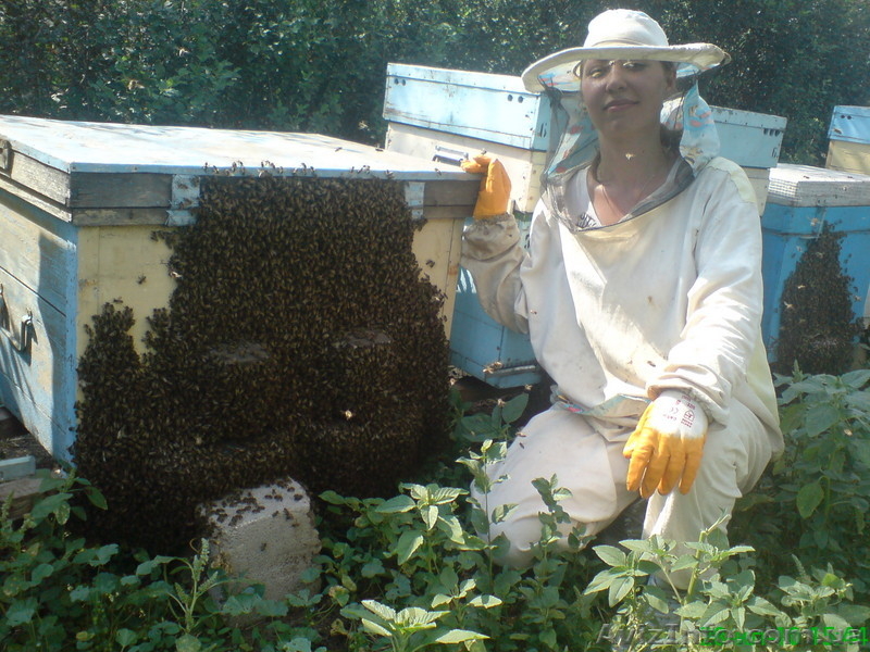 Продам мёд          - <ro>Изображение</ro><ru>Изображение</ru> #2, <ru>Объявление</ru> #62542