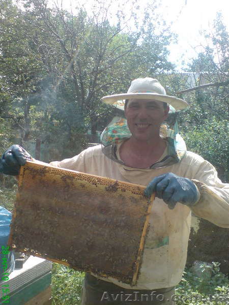 Продам мёд          - <ro>Изображение</ro><ru>Изображение</ru> #1, <ru>Объявление</ru> #62542