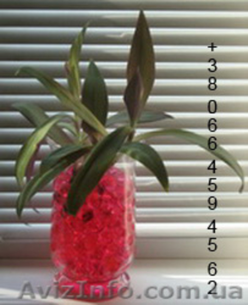 Гидрогель декоративный water crystal - <ro>Изображение</ro><ru>Изображение</ru> #2, <ru>Объявление</ru> #58302