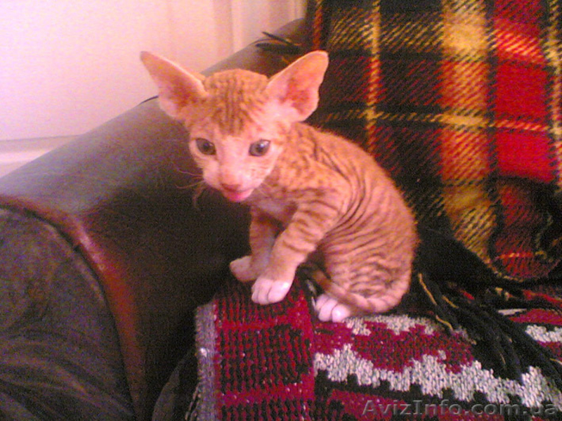 Котята дон сфинкс - <ro>Изображение</ro><ru>Изображение</ru> #3, <ru>Объявление</ru> #106689