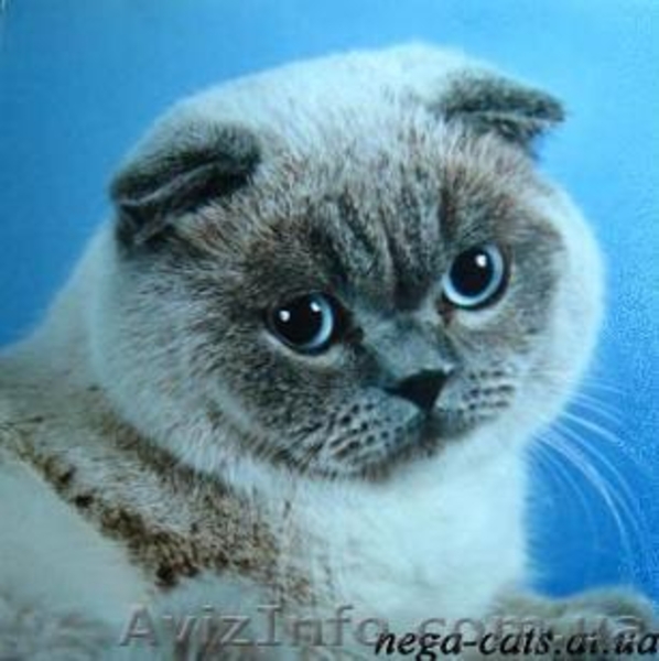 Шотландские вислоухие и прямоухие котята  - <ro>Изображение</ro><ru>Изображение</ru> #1, <ru>Объявление</ru> #129217
