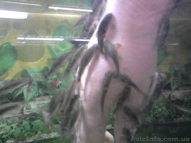 Garra rufa - рыба доктор для SPA салонов и лечения псориаза - <ro>Изображение</ro><ru>Изображение</ru> #1, <ru>Объявление</ru> #209541