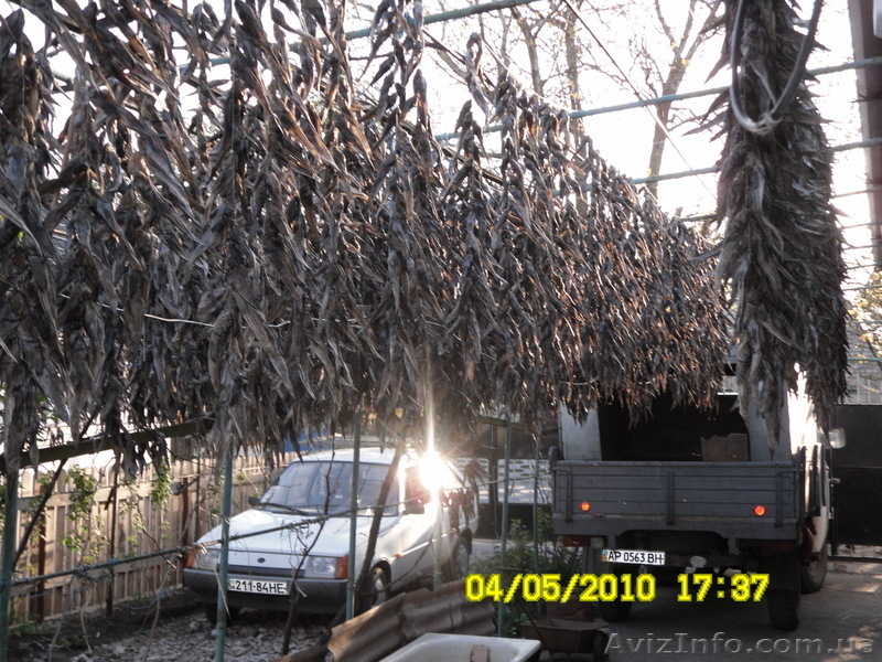 ВЯЛЕНЫЙ БЫЧОК АЗОВСКИЙ - <ro>Изображение</ro><ru>Изображение</ru> #3, <ru>Объявление</ru> #185672