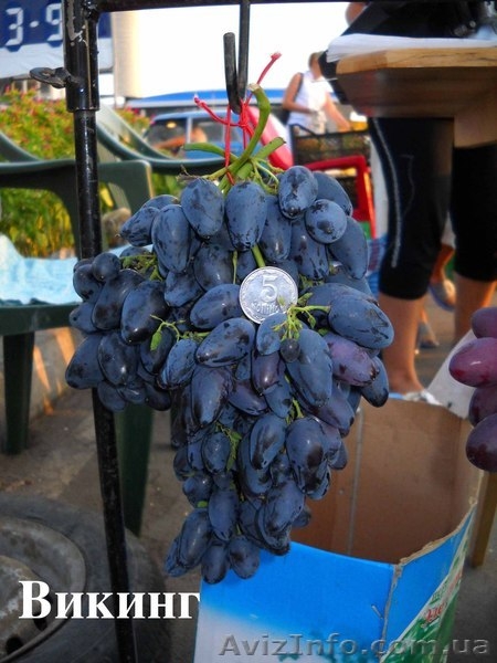 саженцы столового винограда - <ro>Изображение</ro><ru>Изображение</ru> #4, <ru>Объявление</ru> #241813