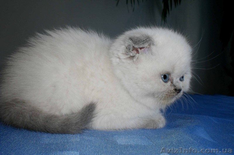Продам клубных котят Шотландских вислоухих - <ro>Изображение</ro><ru>Изображение</ru> #3, <ru>Объявление</ru> #278504