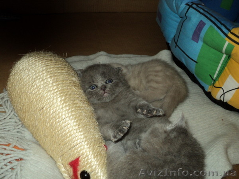 продаем котят породы скоттиш фолд и страйт - <ro>Изображение</ro><ru>Изображение</ru> #1, <ru>Объявление</ru> #257794