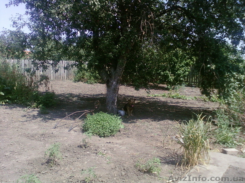  Срочная продажа дома за реально НИЗКУЮ цену(ОРЕХОВ Запорожской) - <ro>Изображение</ro><ru>Изображение</ru> #9, <ru>Объявление</ru> #304692