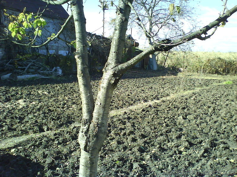 Продам дачу 2010 года - <ro>Изображение</ro><ru>Изображение</ru> #1, <ru>Объявление</ru> #378704