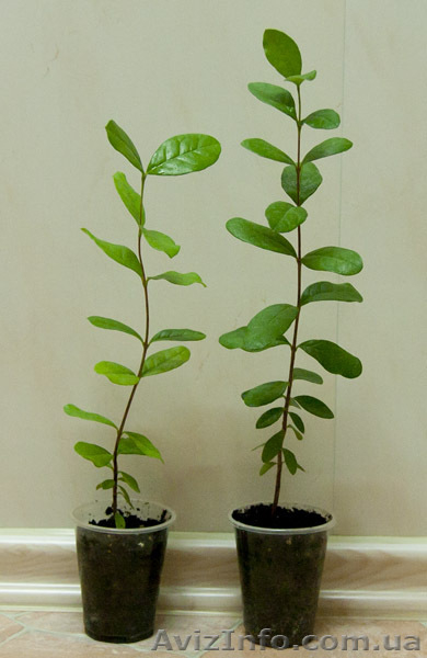 Комнатные плодовые растения - <ro>Изображение</ro><ru>Изображение</ru> #3, <ru>Объявление</ru> #389068