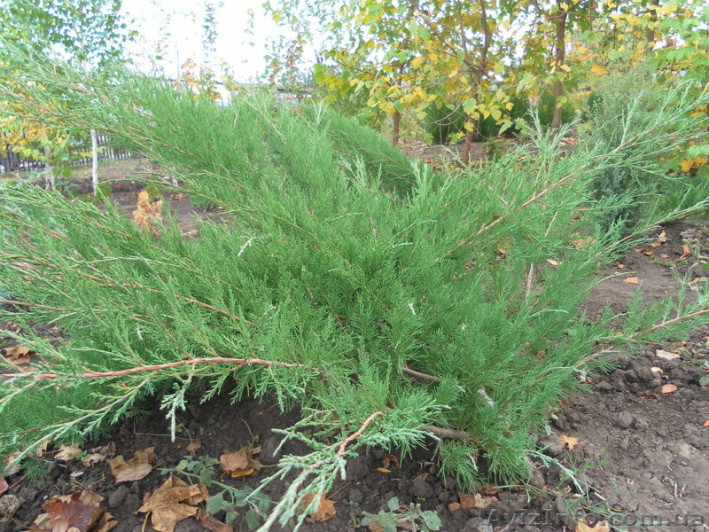 Продам саженцы липы, туи, самшита, можжевельника козацкого - <ro>Изображение</ro><ru>Изображение</ru> #2, <ru>Объявление</ru> #409705