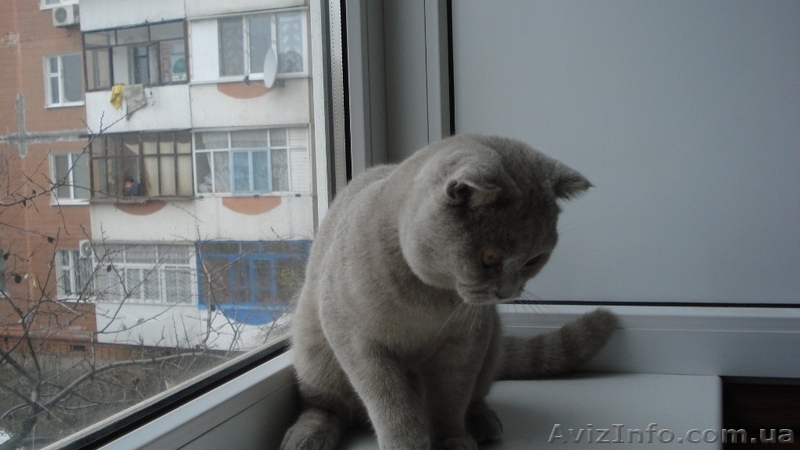 Крупный котик шотландский вислоухий  - <ro>Изображение</ro><ru>Изображение</ru> #1, <ru>Объявление</ru> #487451