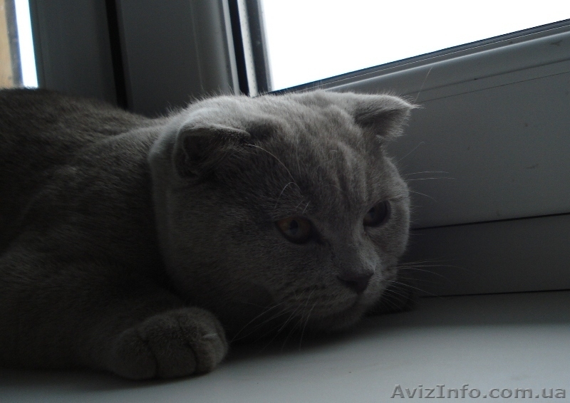 Крупный котик шотландский вислоухий  - <ro>Изображение</ro><ru>Изображение</ru> #2, <ru>Объявление</ru> #487451
