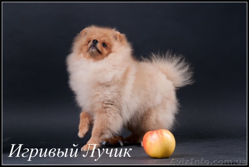 Померанский шпиц /././. - <ro>Изображение</ro><ru>Изображение</ru> #1, <ru>Объявление</ru> #533362
