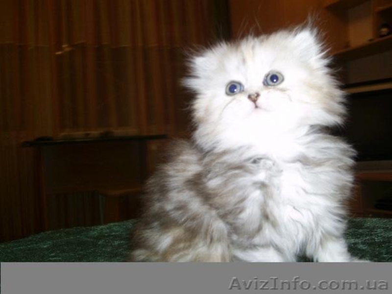 Котенок персидской ороды окрас шиншилла - <ro>Изображение</ro><ru>Изображение</ru> #1, <ru>Объявление</ru> #588630