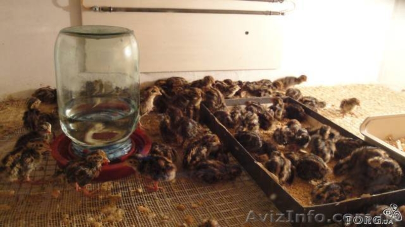 ПЕРЕПЕЛА мясояичних пород - <ro>Изображение</ro><ru>Изображение</ru> #2, <ru>Объявление</ru> #568447