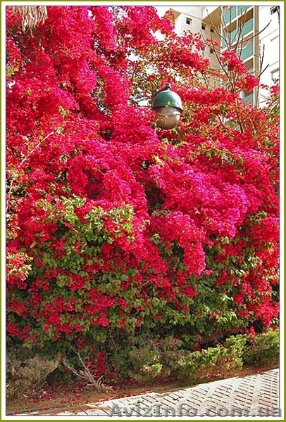  Cаженцы Глицинии, декоротивных и плодовых деревьев. - <ro>Изображение</ro><ru>Изображение</ru> #2, <ru>Объявление</ru> #584607