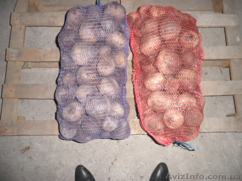 Продам свеклу столовую оптом и мелким оптом  - <ro>Изображение</ro><ru>Изображение</ru> #4, <ru>Объявление</ru> #585265